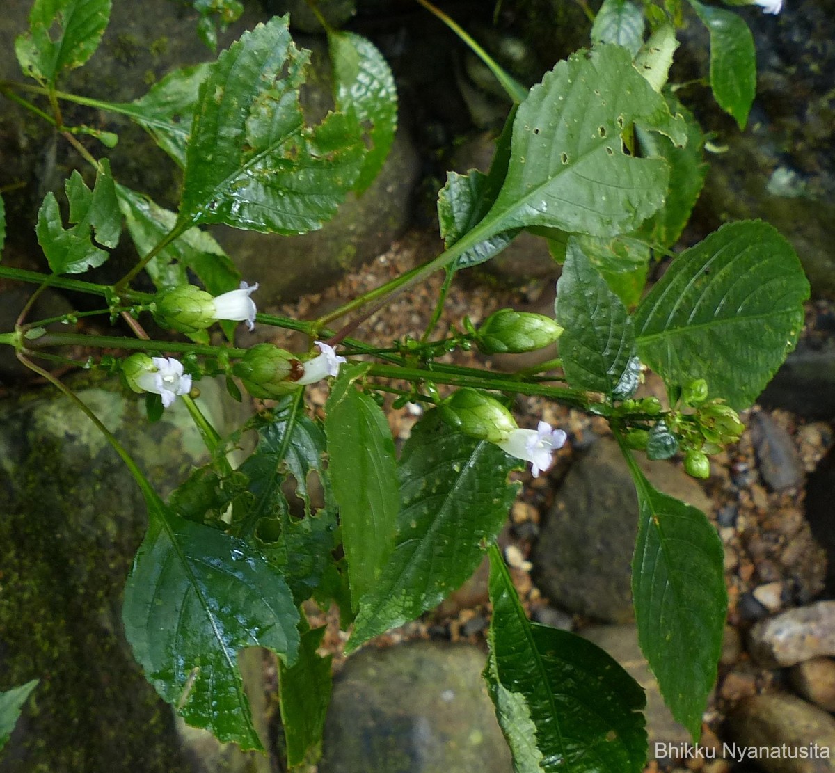 Strobilanthes lupulina Nees